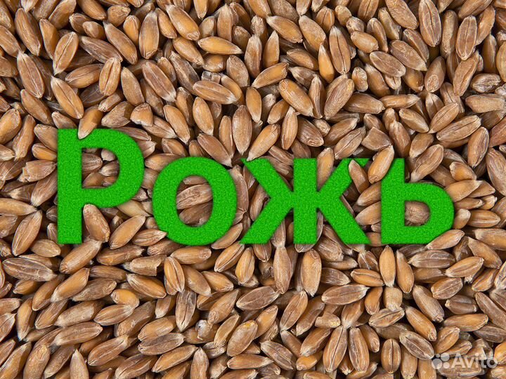 Рожь оптом