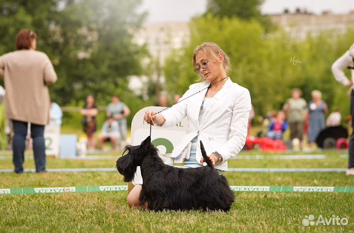 Хендлер, подготовка и показ собак на выставке