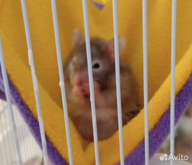 Продам хомячков