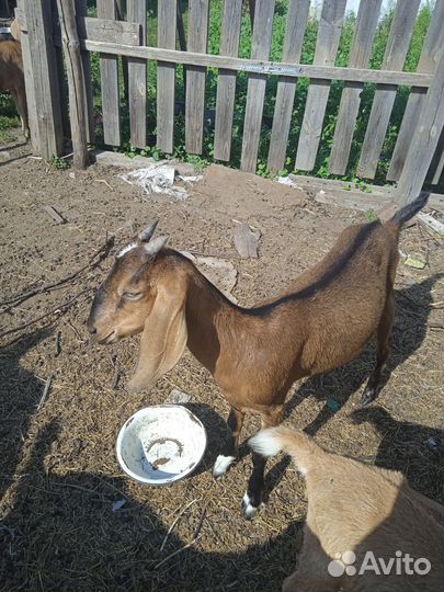 Англо нубийские козлята