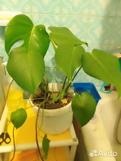 Цветок Монстера 2 отростка