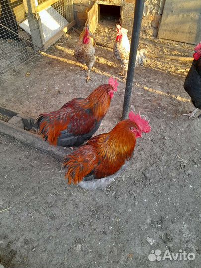 Петухи и куры