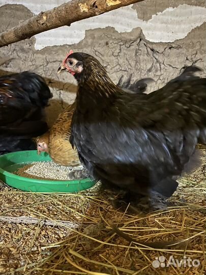 Кохинхины мини