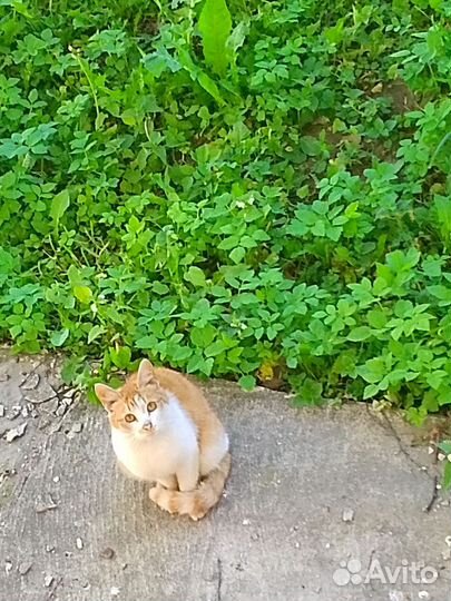 Милая Кошечка