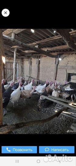 Индюки живым весом