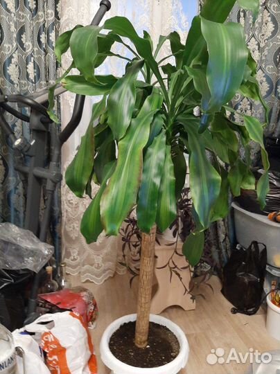 Пальма драцена