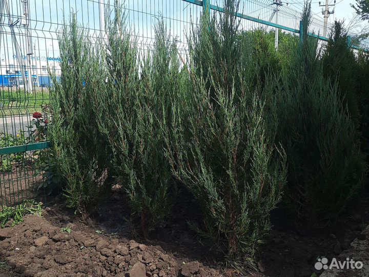 Можжевельник скальный