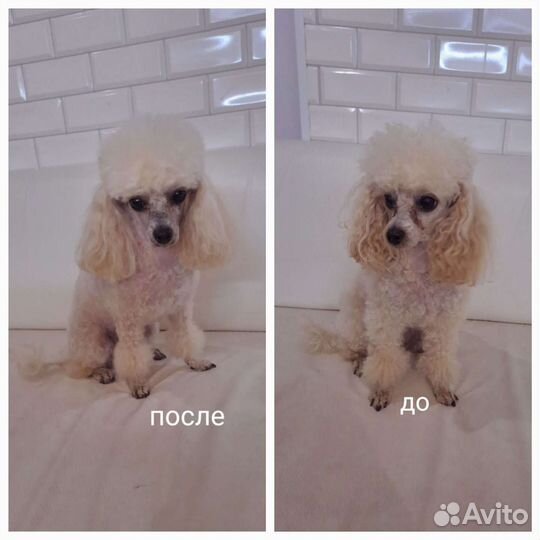 Груминг стрижка собак и кошек