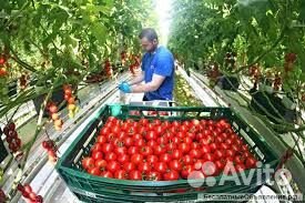 Ищем бригады в теплицы. Каждый день оплата