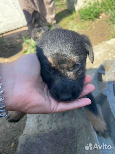 Собака в добрые руки щенок