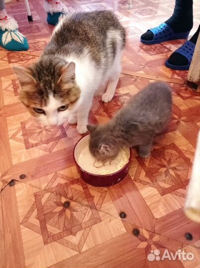 Кошки