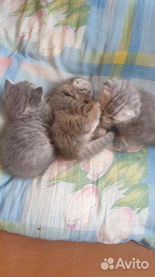 Шотландская