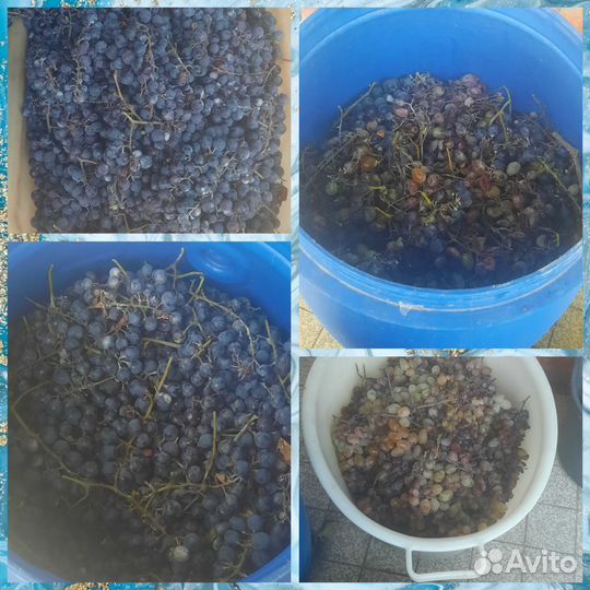 Виноград на вино и чачу