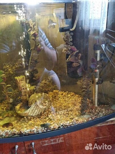 Аквариумные рыбки