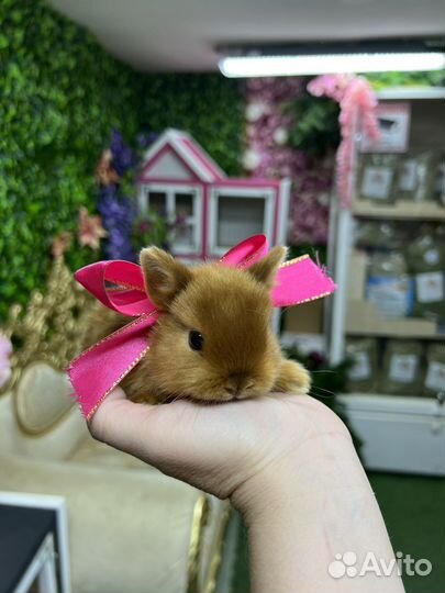 Карликовые крольчата