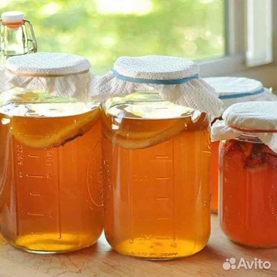 Чайный гриб. Комбуча