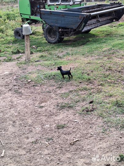 Щенки ягдтерьера