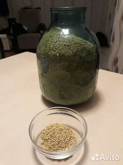 Пыльца пчелиная 2022 г Алтайский край