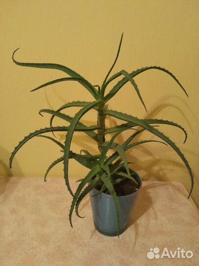 Алоэ лечебный