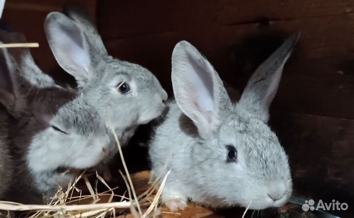 Крольчата