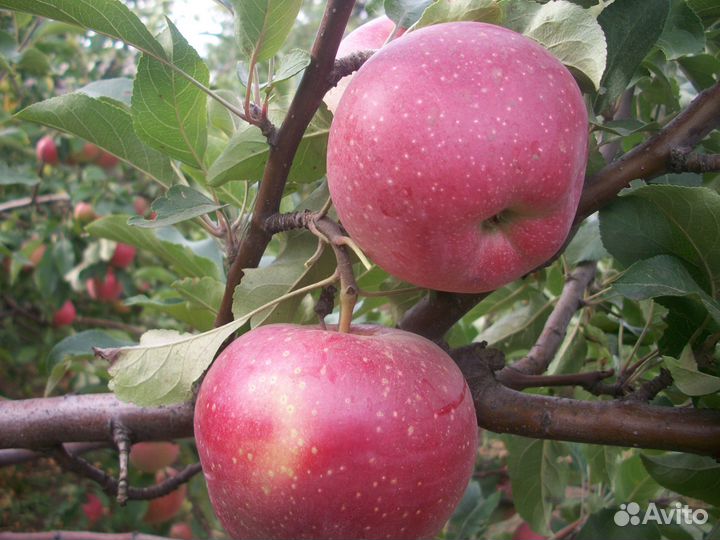 Саженцы плодовых деревьев,саженцы роз