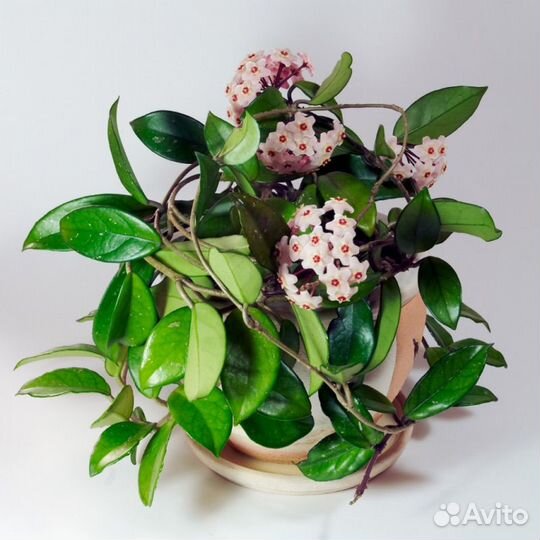 Хойя карноза