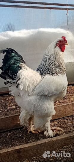 Цыплята брама