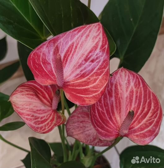 Антуриум Ливиум Ред