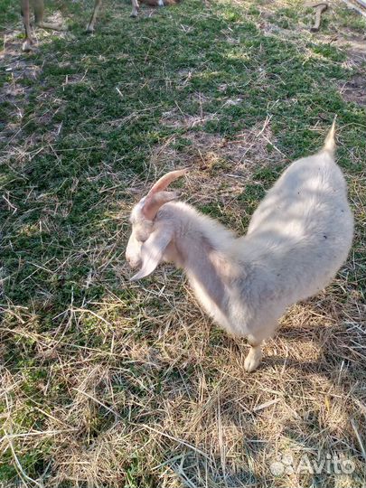 Козлята, козёл