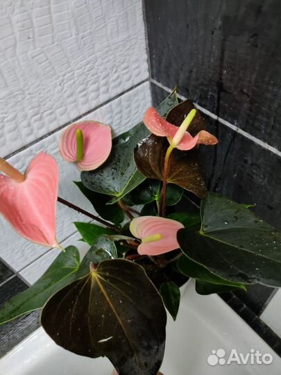 Антуриумы сортовые