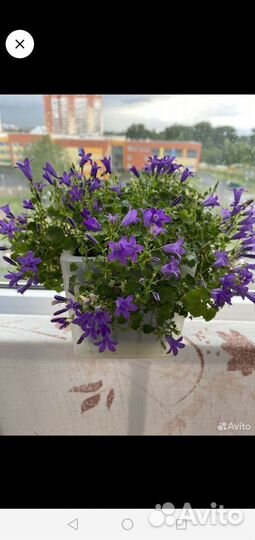 Комнатные растения