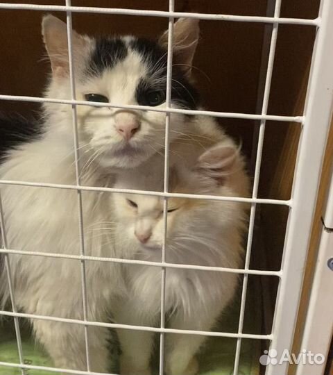 Работник в приют для кошек