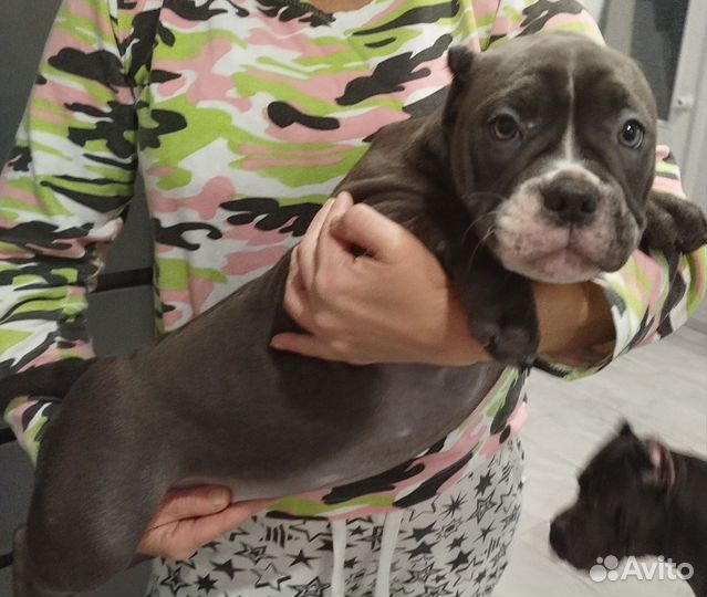 Американский булли покет щенки