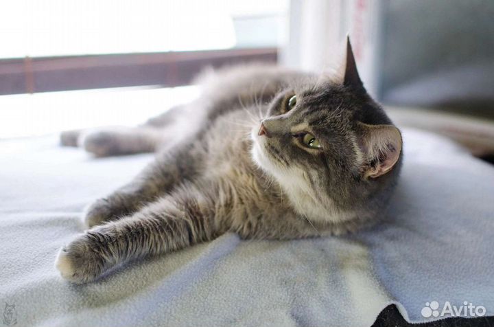 Суперласковая кошка в добрые руки бесплатно