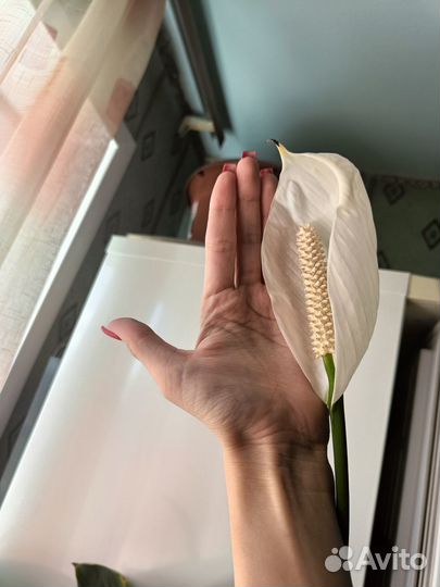 Цветок женское счастье