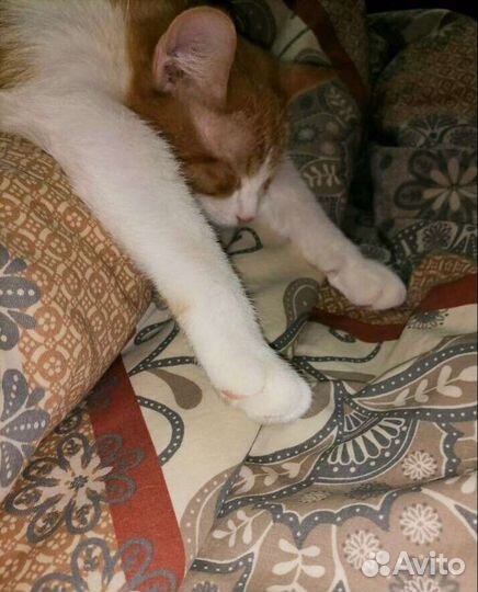 Кот Барсик кастрирован