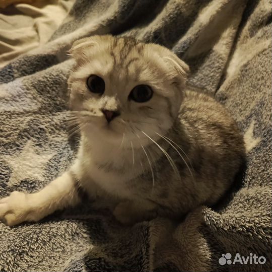 Вислоухая кошка в добрые руки