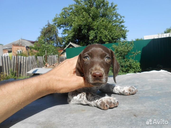 Продажа щенков