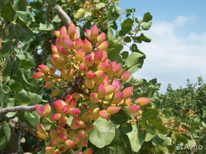 Фисташка съедобная, морозостойкая, семена