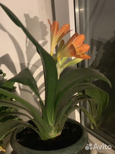 Цветы комнатные