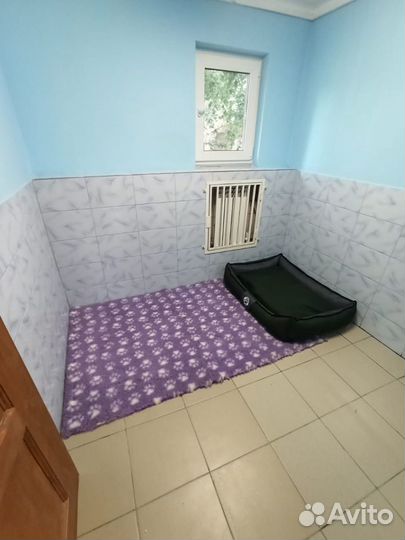 Передержка собак / гостиница