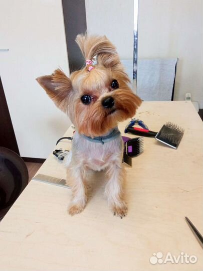 Стрижка(груминг) собак йоркширский терьер, шпиц