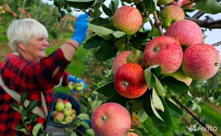 Сборщик яблок. Вахта