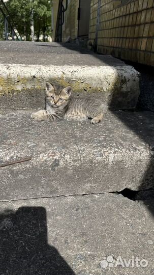 Бездомные котята в добрые руки