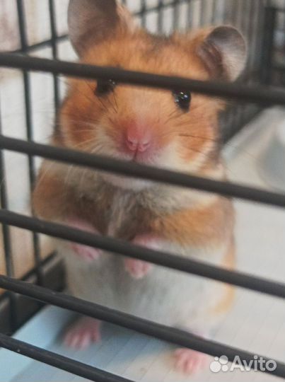 Сирийские хомячки малыши бронь до 07.05 до 20:00