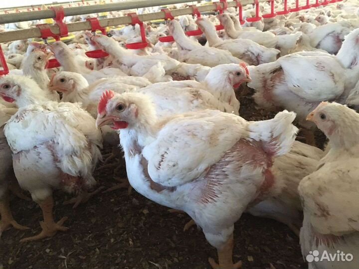 Бройлеры кобб 500