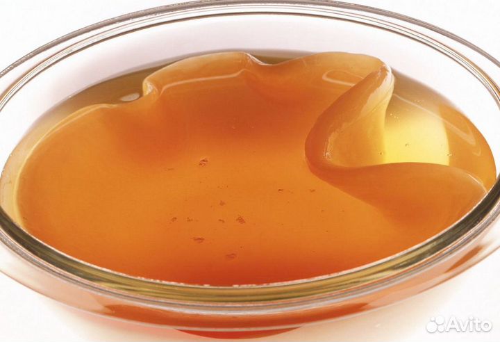 Чайный гриб - 