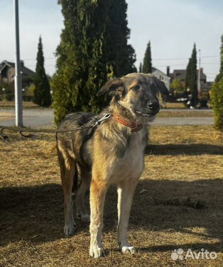 Щенок в добрые руки бесплатно