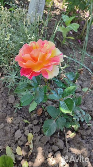 Роза Камиль Писсаро