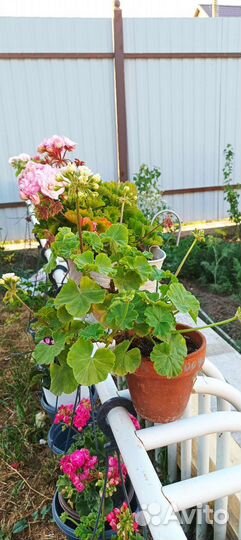 Пеларгония герань midori buke